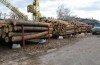 Ліс вивозили раз на тиждень, за нової влади – 3 рази на день(+відео)